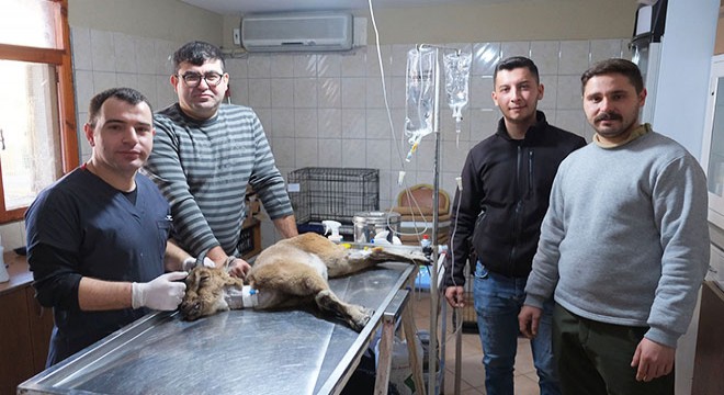 Yaralı dağ keçisi Antalya'da tedaviye alındı