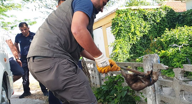 Yaralı sansar korumaya alındı