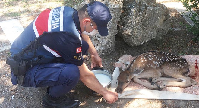 Yaralı yavru geyiğe jandarma sahip çıktı