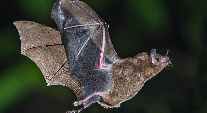 Yarasalardan bulaşan ölümcül virüse karşı uyarı