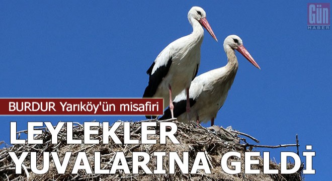 Yarıköy'ün misafiri leylekler, yuvalarına geldi