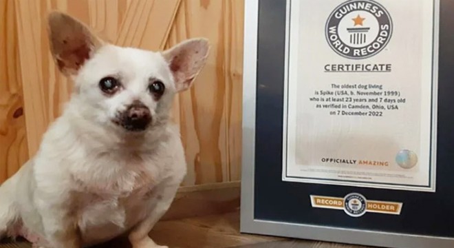 Yaşayan 'en yaşlı köpek' unvanını ele geçirdi