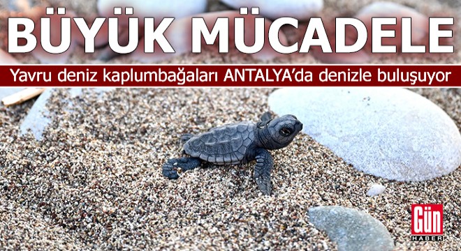 Yavru deniz kaplumbağaları Antalya'da denizle buluşuyor