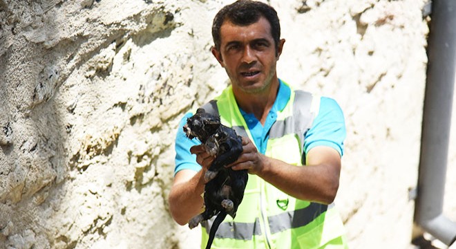 Yavru kediler kurtarıldı