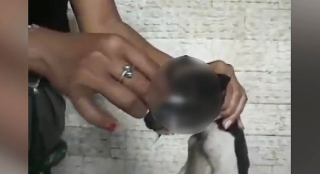 Yavru köpeğe sigara ile işkence edip, kameraya çektiler