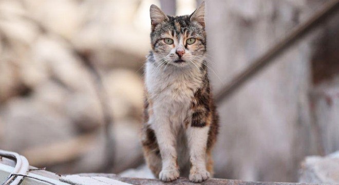 Yeni Zelanda'daki skandal yarışma iptal edildi