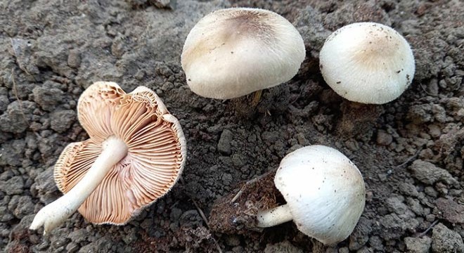 Yeni mantar türü keşfedildi