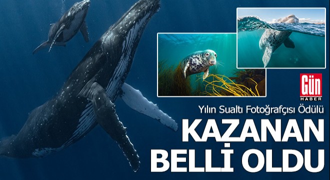 Yılın Sualtı Fotoğrafçısı Ödülü'nü kazanan eser belli oldu