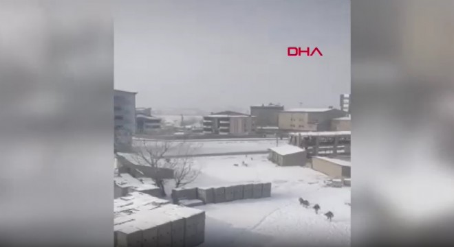 Yüksekova'da sokak köpeklerinin öğrencilere saldırısı kamerada