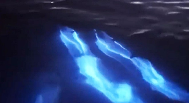 Yunusların nadir görülen ışık saçan gösterisi kamerada