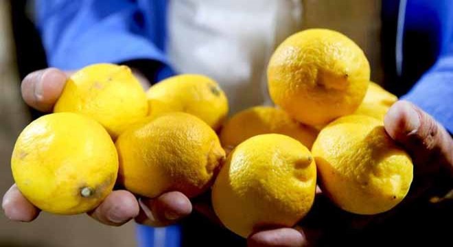 Zirai don fiyatları uçurdu: Limonun tanesi 27 lira