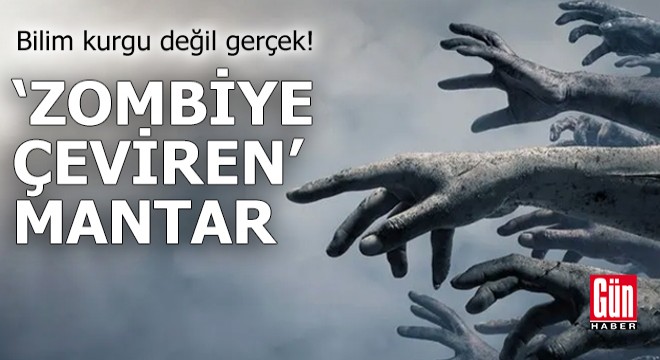 Zombiye çeviren gizemli mantar keşfedildi