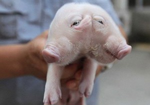 Gören şaşırıyor