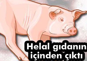 Helal gıdadan domuz eti çıktı