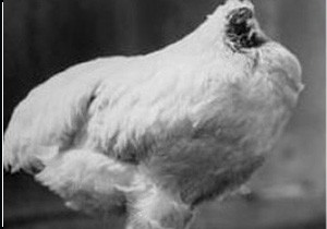 Kafası kesik halde 18 ay yaşadı