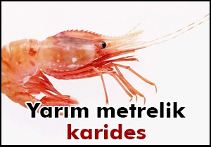 Yarım metrelik karides