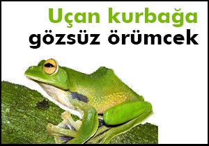 Uçan kurbağa, gözsüz örümcek