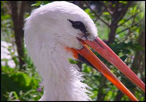 Bu leylek gözaltında