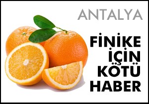 Dünyaca ünlü Finike Portakalı dalında kaldı