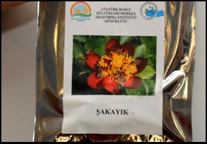 Expo'nun sembolü şakayık 3 yıl sonra çiçek açacak