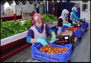 Rusya'ya yaş meyve sebze ihracatı kriz dinlemedi