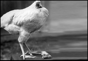 Başsız tavuğun hikayesi 18 ay nasıl yaşadı