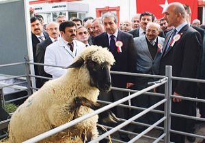 Eker'den ithal koyun açıklaması