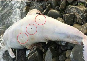 Kıyıya vuran yunusta 3 kurşun yarası